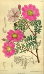 Rosa Sertata